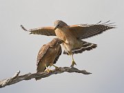 IMG_6395-alt-web * Red-shouldered Hawk; Green Cay * Red-shouldered Hawk; Green Cay