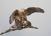 IMG_6410-alt-web * Red-shouldered Hawk; Green Cay * Red-shouldered Hawk; Green Cay
