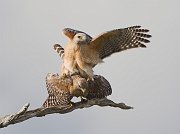 IMG_6416-alt2-web * Red-shouldered Hawk; Green Cay * Red-shouldered Hawk; Green Cay