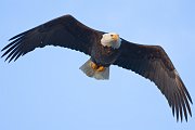 IMG_0379-web * Bald Eagle; Homer, AK * Bald Eagle; Homer, AK