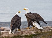 IMG_1087-web * Bald Eagle; Homer, AK * Bald Eagle; Homer, AK