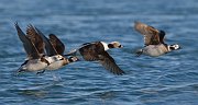 IMG_1415-web * Long-tailed Duck; Homer, AK * Long-tailed Duck; Homer, AK