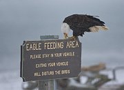 IMG_1473-web * Bald Eagle; Homer, AK * Bald Eagle; Homer, AK