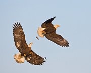 IMG_1822-web * Bald Eagle; Homer, AK * Bald Eagle; Homer, AK