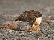 IMG_1969-web * Bald Eagle; Homer, AK * Bald Eagle; Homer, AK