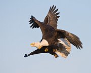 IMG_2081-web * Bald Eagle; Homer, AK * Bald Eagle; Homer, AK