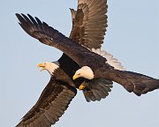IMG_2082-alt-web * Bald Eagle; Homer, AK * Bald Eagle; Homer, AK