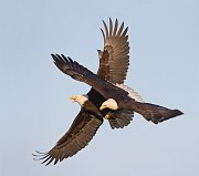 IMG_2082-web * Bald Eagle; Homer, AK * Bald Eagle; Homer, AK