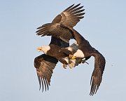 IMG_2083-web * Bald Eagle; Homer, AK * Bald Eagle; Homer, AK