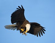IMG_2105-web * Bald Eagle; Homer, AK * Bald Eagle; Homer, AK