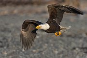 IMG_2181-web * Bald Eagle; Homer, AK * Bald Eagle; Homer, AK