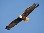 IMG_2198-web * Bald Eagle; Homer, AK * Bald Eagle; Homer, AK