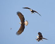 IMG_2227-web * Bald Eagle; Homer, AK * Bald Eagle; Homer, AK