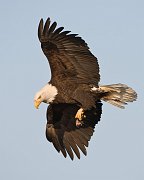 IMG_2297-web * Bald Eagle; Homer, AK * Bald Eagle; Homer, AK