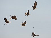 IMG_2449-web * Bald Eagle; Homer, AK * Bald Eagle; Homer, AK