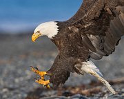 IMG_2490-web * Bald Eagle; Homer, AK * Bald Eagle; Homer, AK