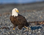 IMG_2499-web * Bald Eagle; Homer, AK * Bald Eagle; Homer, AK