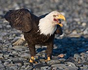 IMG_2524-web * Bald Eagle; Homer, AK * Bald Eagle; Homer, AK