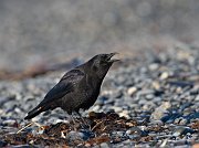 IMG_2551-web * Bald Eagle; Homer, AK * Bald Eagle; Homer, AK