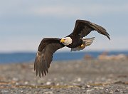 IMG_2694-web * Bald Eagle; Homer, AK * Bald Eagle; Homer, AK