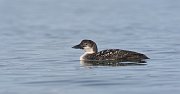 IMG_2762-web * Long-tailed Duck; Homer, AK * Long-tailed Duck; Homer, AK
