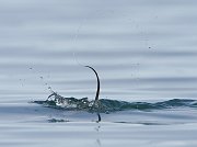 IMG_2945-web * Long-tailed Duck; Homer, AK * Long-tailed Duck; Homer, AK