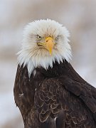 IMG_5931-web * Bald Eagle; Homer, AK * Bald Eagle; Homer, AK