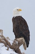 IMG_6031-web * Bald Eagle; Homer, AK * Bald Eagle; Homer, AK