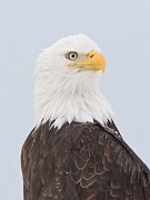 IMG_6153-web * Bald Eagle; Homer, AK * Bald Eagle; Homer, AK