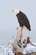 IMG_6303-web * Bald Eagle; Homer, AK * Bald Eagle; Homer, AK