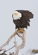 IMG_6520-web * Bald Eagle; Homer, AK * Bald Eagle; Homer, AK