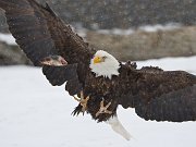 IMG_6644-web * Bald Eagle; Homer, AK * Bald Eagle; Homer, AK