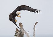 IMG_6754-web * Bald Eagle; Homer, AK * Bald Eagle; Homer, AK