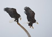 IMG_6881-web * Bald Eagle; Homer, AK * Bald Eagle; Homer, AK