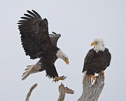 IMG_6893-alt-web * Bald Eagle; Homer, AK * Bald Eagle; Homer, AK
