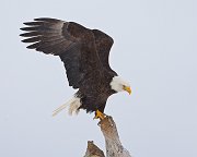 IMG_6907-web * Bald Eagle; Homer, AK * Bald Eagle; Homer, AK
