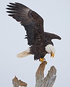 IMG_6947-web * Bald Eagle; Homer, AK * Bald Eagle; Homer, AK