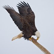 IMG_7018-web * Bald Eagle; Homer, AK * Bald Eagle; Homer, AK