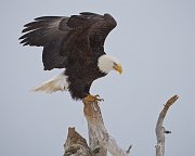 IMG_7239-web * Bald Eagle; Homer, AK * Bald Eagle; Homer, AK