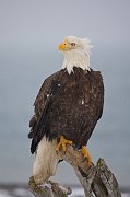 IMG_7245-web * Bald Eagle; Homer, AK * Bald Eagle; Homer, AK