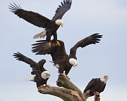 IMG_7371-web * Bald Eagle; Homer, AK * Bald Eagle; Homer, AK