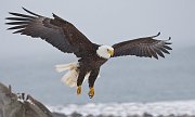 IMG_7381-web * Bald Eagle; Homer, AK * Bald Eagle; Homer, AK