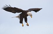 IMG_7394-web * Bald Eagle; Homer, AK * Bald Eagle; Homer, AK