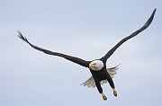 IMG_7398-web * Bald Eagle; Homer, AK * Bald Eagle; Homer, AK