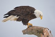 IMG_7408-web * Bald Eagle; Homer, AK * Bald Eagle; Homer, AK