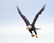 IMG_7484-web * Bald Eagle; Homer, AK * Bald Eagle; Homer, AK