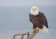 IMG_7515-web * Bald Eagle; Homer, AK * Bald Eagle; Homer, AK