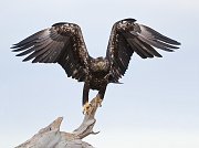 IMG_7596-web * Bald Eagle; Homer, AK * Bald Eagle; Homer, AK