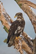 IMG_7600-web * Bald Eagle; Homer, AK * Bald Eagle; Homer, AK