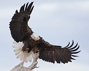 IMG_7627-web * Bald Eagle; Homer, AK * Bald Eagle; Homer, AK